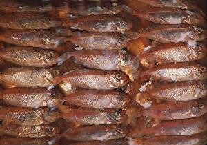 Salted rabbitfish Salted rabbitfish