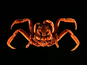 Prints of Samurai crab (Heikea japonica). This crab is native to Japan, where it is known as the Samurai crab or Heikegani, and lives at a depth of 30 to 100 metres Images Dated 2012 December: Samurai Crab Print: A 3cm wide carapace
