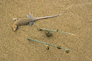 Namib Desert Lizard Prints: Sand-diver lizard