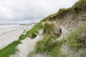 Coastal Vegetation Prints: Sand dune