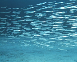 Atlantic Ocean Animals Prints: Sand eels