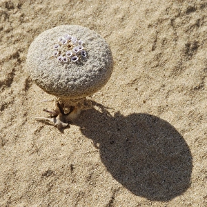 Sand food plant Sand food plant