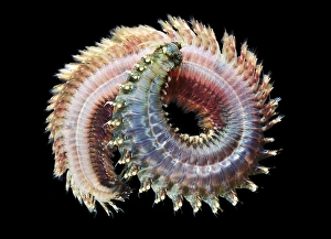 Prints of Sandworm (Nereis pellagica). Sandworms are marine annelid worms that burrow in wet sand and mud using parapodia (un jointed limb-like outgrowths) and setae (bristles) for locomotion Images Dated 2010 February: Sandworm (Nereis pellagica) Print