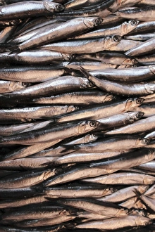 Sardines Print