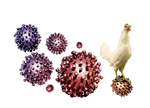 Prints of SARS virus and chicken, computer artwork. Severe acute respiratory syndrome (SARS) is an often fatal lung disease that first appeared in China in 2002 Images Dated 2009 October: SARS Virus and Chicken Print