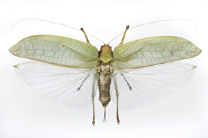 Prints of Sasima katydid. Katydids (bush-crickets) are also known as long-horned grasshoppers. This specimen is from Malaysia Images Dated 2011 October: Sasima katydid Print