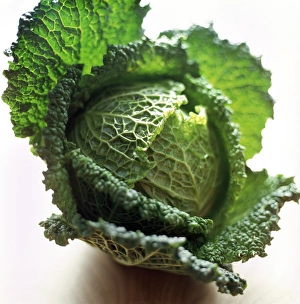 Brassica Oleracea Prints: Savoy cabbage