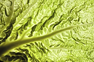 Savoy Cabbage Prints: Savoy cabbage leaf