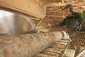 Logging Industry Prints: Sawmill