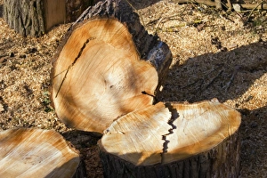 Logging Industry Prints: Sawn logs