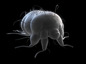 Images Dated 2012 April: Scabies Mite Print