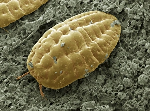 Scanning Electron Micrograph SEM Images Prints: Scale insect, SEM