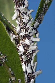 Images Dated 24th September 2012: Scale insects on a plant Print