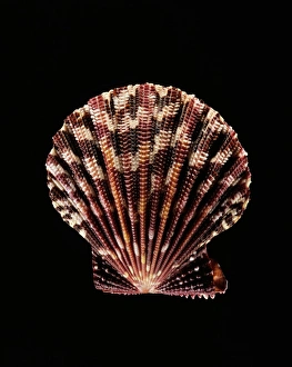 Mollusc Shells Prints: Scallop shell C019 / 1326