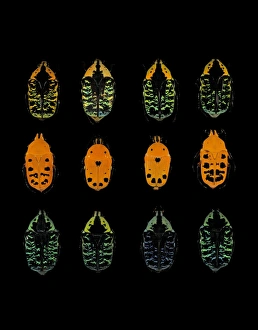 Scarab Beetle Images Prints: Scarab beetles