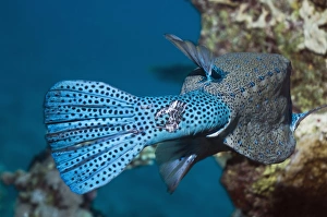Scarred tail of a yellow boxfish Scarred tail of a yellow boxfish