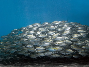 School Of Fish Prints: School of fish