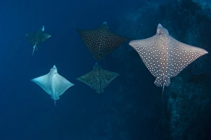 Aetobatus Narinari Prints: School of spotted eagle ray