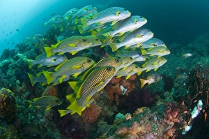 School of Sweetlips Print