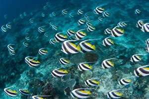 Schooling Fish Prints: Schooling bannerfish