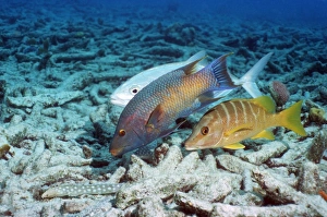 Schoolmaster snapper hunting Schoolmaster snapper hunting