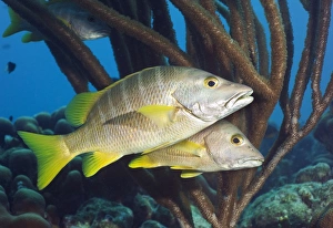 Atlantic Ocean Fauna Prints: Schoolmaster snappers