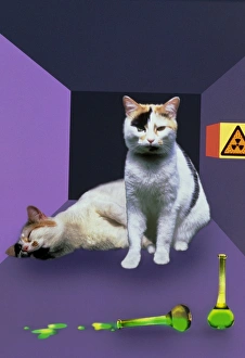 Schrodingers cat experiment Schrodingers cat experiment