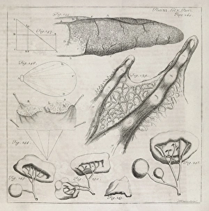 18th Century Science Illustration Print