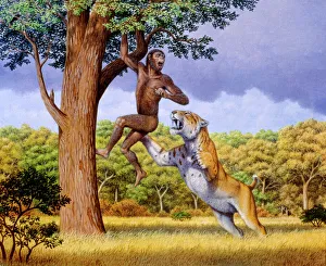 Scimitar Cat Attacking Australopithecus Africanus Print