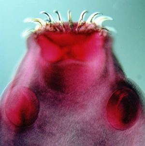 Scolex (head) of a pork tapeworm, Taenia solium Scolex (head) of a pork tapeworm, Taenia solium