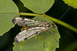 France Wildlife Prints: Scorpion fly