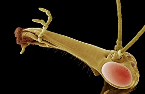 Prints of Scorpion fly head. Coloured scanning electron micrograph (SEM) of the head of a scorpion fly (Panorpa sp.). It has a long beak-like extension on its head that has the jaws at the end (left) Images Dated 2004 October: Scorpion Fly Head Print, SEM