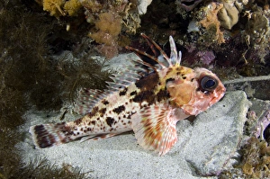 Marine Life Prints: Scorpionfish