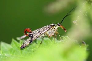 Prints of Scorpionfly (Panorpa germanica) on a nettle (Urtica sp.) leaf. Scorpionflies are predators of other insects. Photographed in Dorset, UK, in July Images Dated 2013 April: Scorpionfly Print on Nettle Leaf