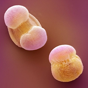 SEM Images Of Pollen Prints: Scots pine pollen, SEM