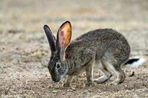 Rocky Terrain Wildlife Prints: Scrub hare