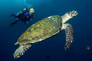 Hawksbill Turtle Underwater Prints: SCUBA diving with a hawksbill turtle