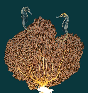 Sea fan and seahorses, X-ray Sea fan and seahorses, X-ray