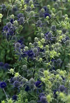 Images Dated 29th November 2004: Sea holly flower heads