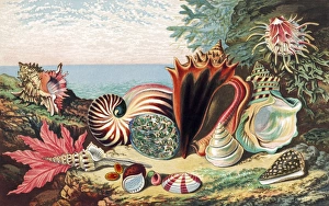 Seashell Photography Prints: Sea shells