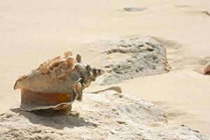 Tropical Ocean Views Prints: Sea Shells on the beach