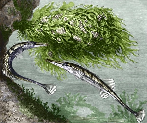 Prints of Sea sticklebacks (Spinachia spinachia) building a nest, coloured historical artwork Images Dated 2007 May: Historical Sea Sticklebacks Nest Building Print