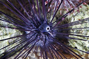 Ocean Creatures Prints: Sea urchin