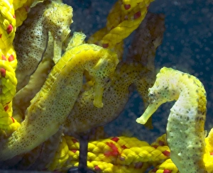 Camouflaged Fish Prints: Seahorses