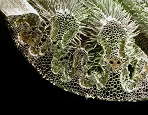 Section through leaf of marram grass Section through leaf of marram grass