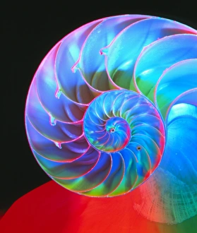 Images Dated 21st January 2013: Section through a Nautilus shell Print