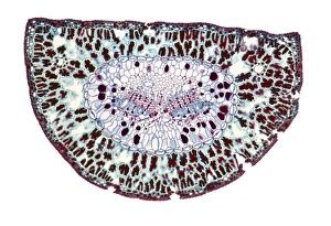 Section through a pine needle, LM Section through a pine needle, LM