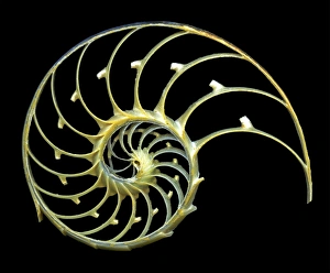 Nautilus Shell Prints: Sectioned shell of a nautilus