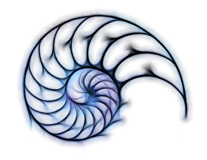 Indo Pacific Marine Life Prints: Sectioned shell of a nautilus, artwork