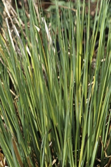 Ornamental Grasses Prints: Sedge Evergold